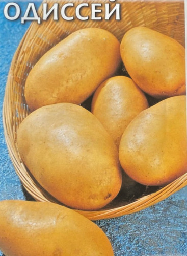 Potato russian - russian, seeds