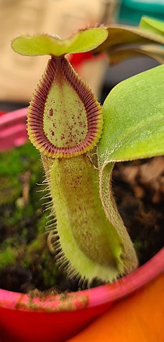 Nepenthes robcantleyi hamata - robcantleyi, x