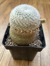 Mammillaria noureddineana