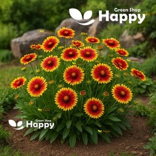 BLANKET FLOWER TALL BICOLOR - 400 seeds - Gaillardia aristata - PERENNIAL FLOWER