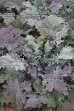 Organic Kale Borecole Heirloom