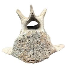 Very Large Antique Whale