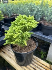 Japanese Red Cedar 'Hide' 🌲