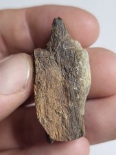 Stegosaurus Fossil. Morrison