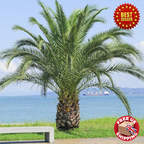Ft phoenix canariensis - -,