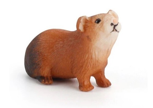 Guinea pig animal - guinea, toy