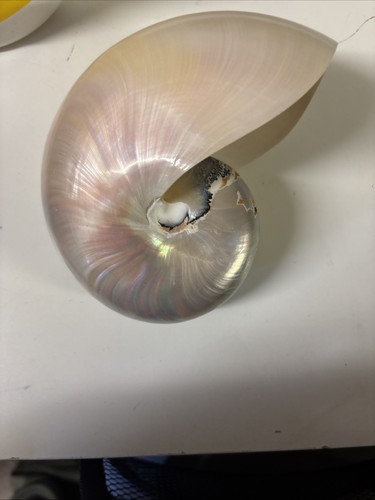 White chambered polished - chambered,