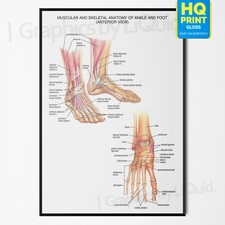 ANATOMY OF FOOT AND ANKLE