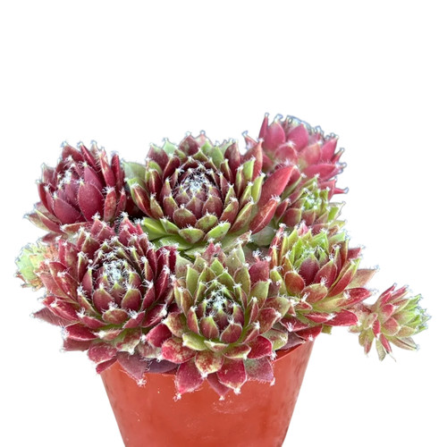 Sempervivum silver kenovel - 'silver,