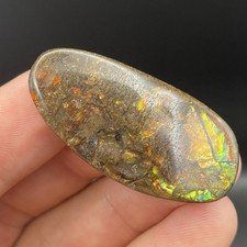BEAUTIFUL Canadian Ammolite