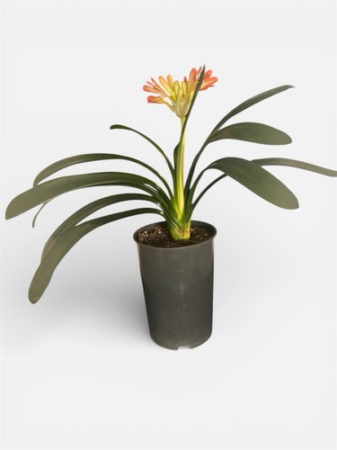 Beautiful clivia miniata - beautiful,