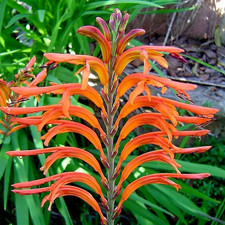 Chasmanthe Floribunda Cobra