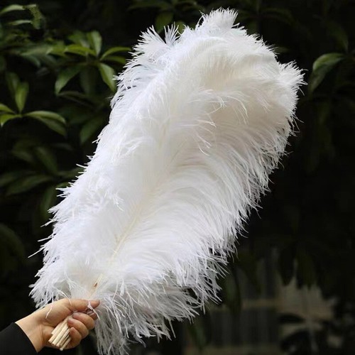 Large bulk ostrich - bulk,
