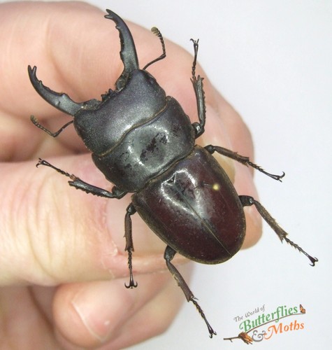 Dorcus eurycephalus jaw beetle - jaw,