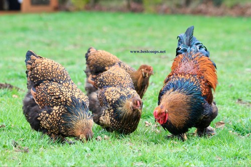 Gold laced brahma fertile - gold,