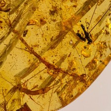 Stick insect Phasmatodea in