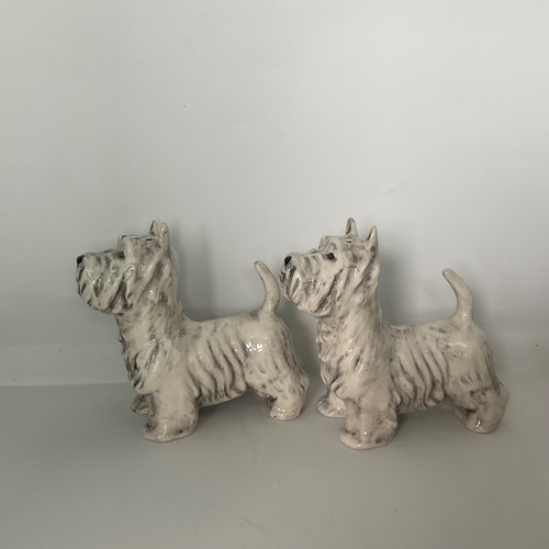 West highland terrier salt - terrier, and