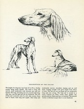 SALUKI VINTAGE DOG PRINT SKETCH PAGE ARTIST BRIDGET OLERENSHAW