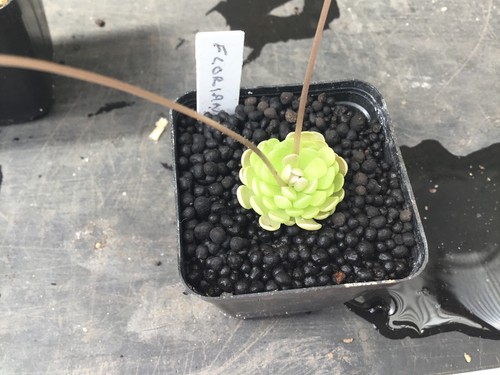 Pinguicula florian - pinguicula,