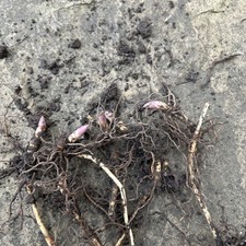 5 x Lily of the Valley Pips (Convallaria Majalis) Bare Root Plants
