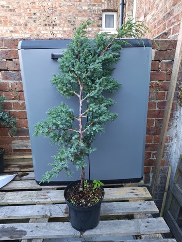 Juniper tree pre bonsai raw - tree,