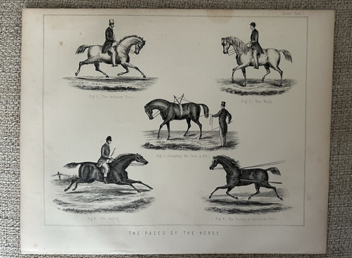 Paces the horse - horse, c1880s