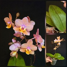 Phalaenopsis Aromio Amber