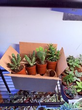 Opuntia Cacti 4 Pack Plants