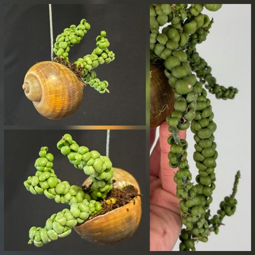 Dischidia nummularia