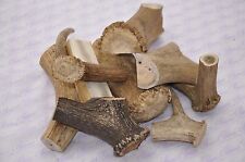 GENUINE SCOTTISH STAG ANTLER