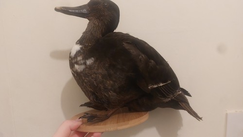 Taxidermy dookie quack - taxidermy,
