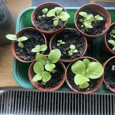 Tobacco plants - Burley &