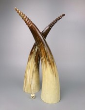 Natural Longhorn Cattle Horns