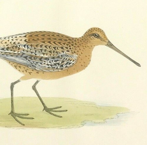 Brown snipe british birds 1891 - brown,