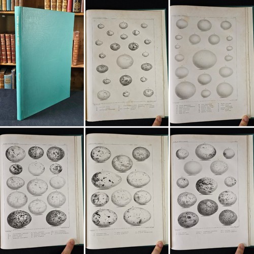 1856 birds eggs north - 1856,