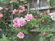 Rambling Rose “Albertine”