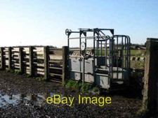 Photo 6x4 Cattle race