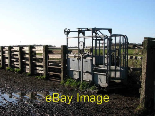 Photo 6x4 cattle race - 6x4,