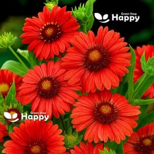 Blanket Flower - Burgundy - 40 seeds - Gaillardia aristata Rare Perennial Flower