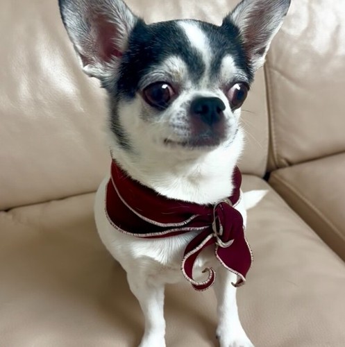 Pet dog scarf bandana - pet,
