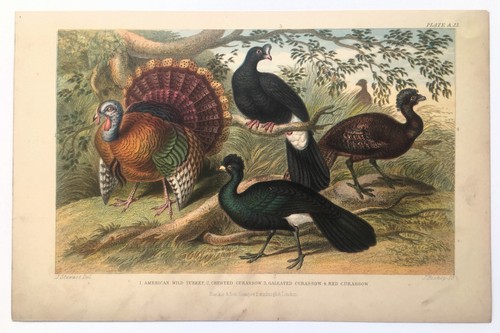 Turkey curassow antique bird - curassow,