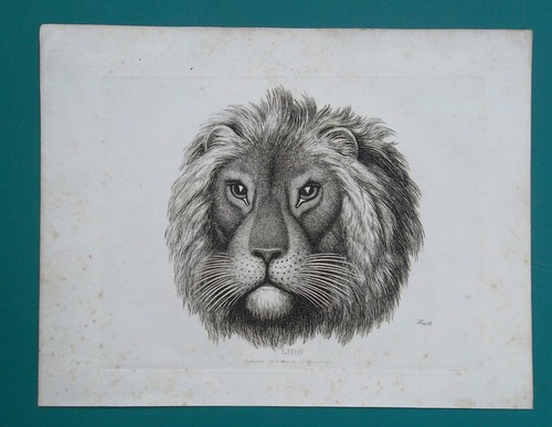 Head lion 1818 original - of,