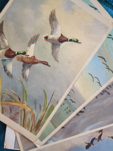 Medici duck - medici,