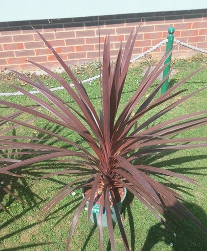 Cordyline red star outdoor - cordyline,