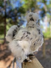 6+ Paint/White/Black Silkie