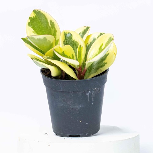 Peperomia obtusifolia baby - peperomia,