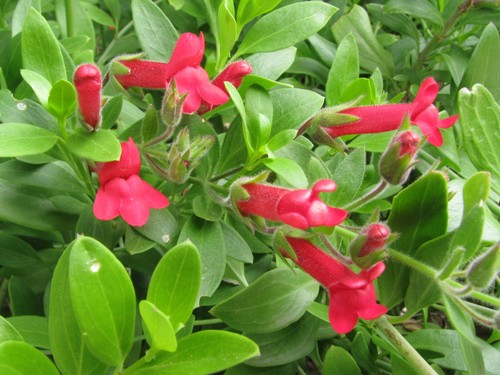 Galvesia speciosa unusual - galvesia, ,unusual