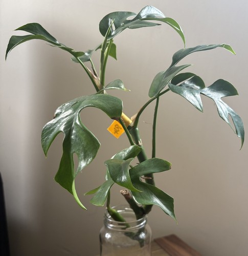 Mini monstera plant - mini,
