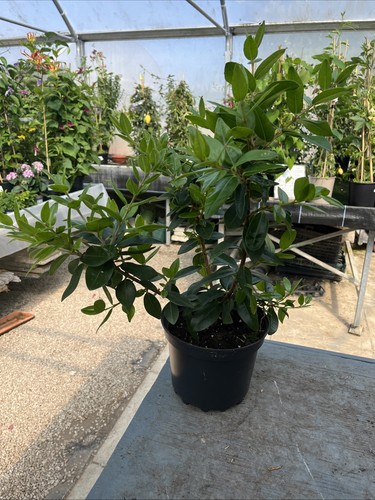 Metrosideros umbellata - ,