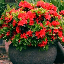 1 X RED AZALEA JAPANESE EVERGREEN SHRUB HARDY GARDEN PLANT IN POT